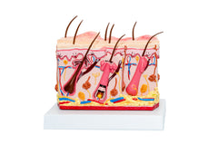 Skin Anatomy and Physiology Basics